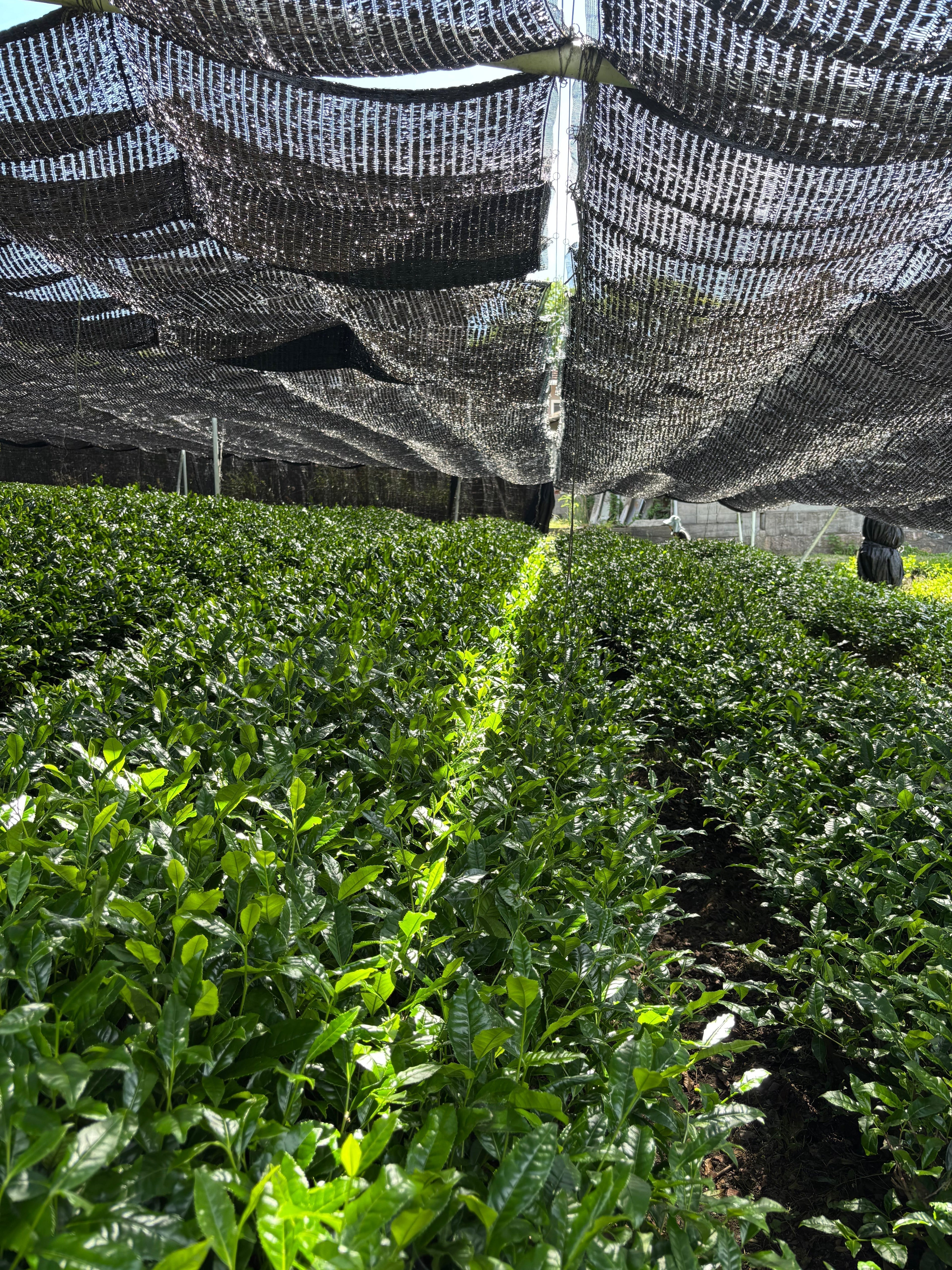 From Uji to Your Cup: What We Saw on Our 2026 Matcha Farm Visit - Yamada Chaya